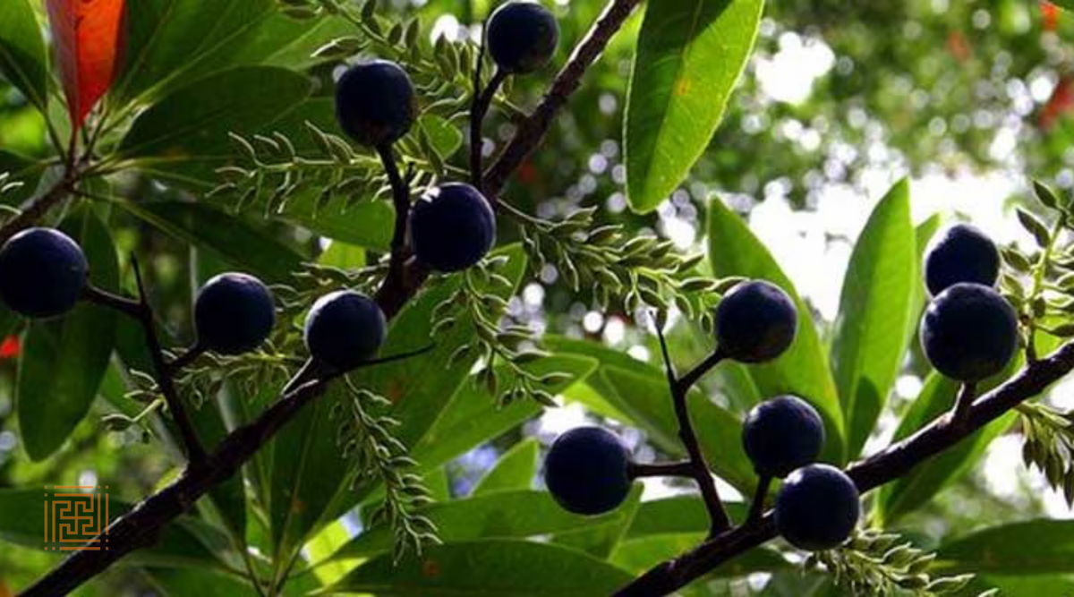 The Rudraksha Tree: Benefits, Growth & Uses Explained