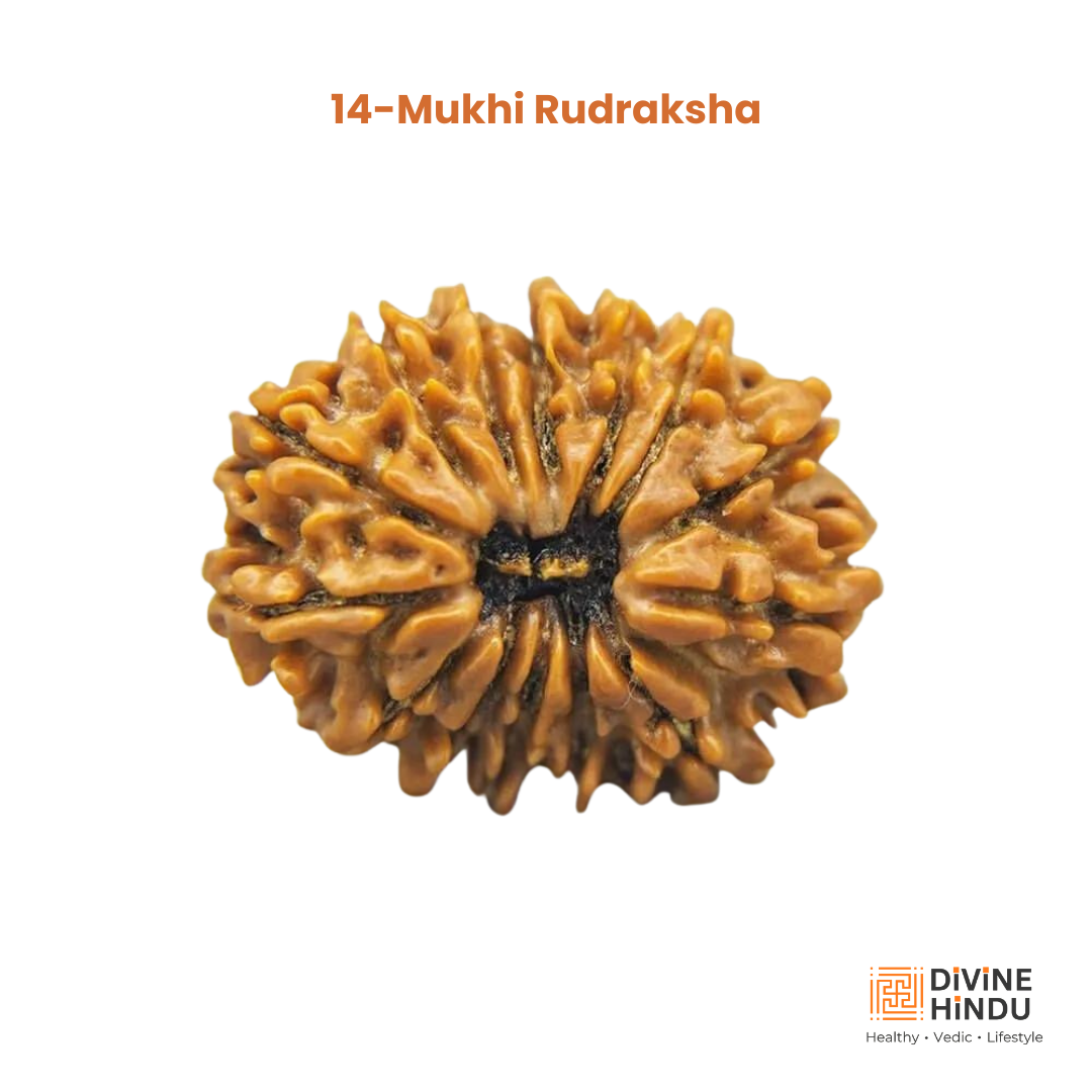 14 Mukhi Rudraksha | Benefits of 14 Mukhi Rudraksha