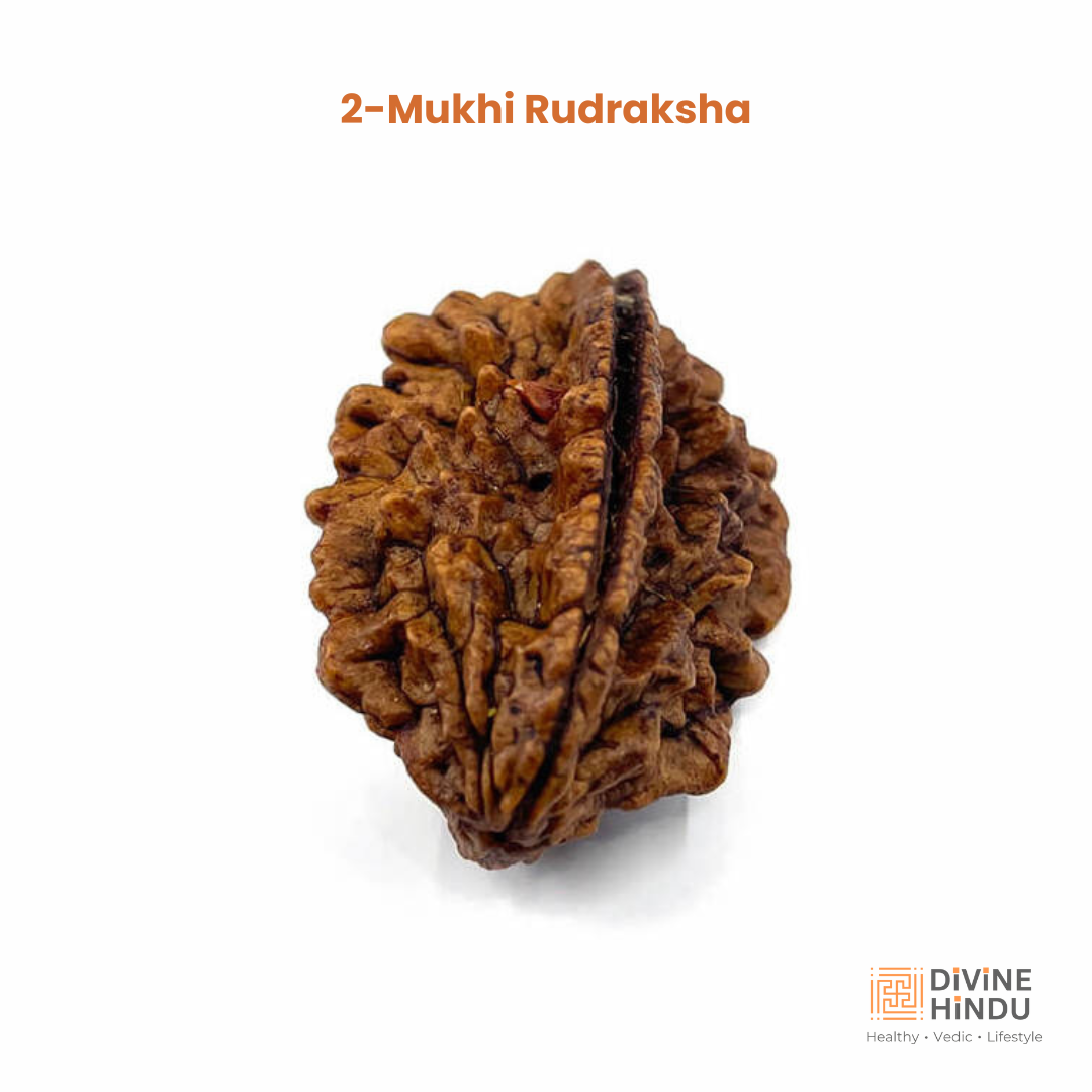 2 Mukhi Rudraksha bead representing unity and harmony | 2 Mukhi India (Rameswaram Rudraksha) | 100% Original Rudraksha