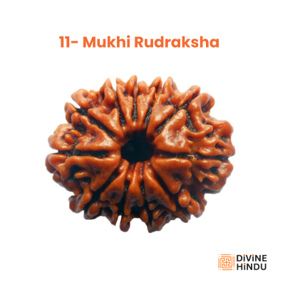 11 Mukhi Rudraksha, Rudraksha 11 Mukhi | Buy 11 Mukhi Rudraksha