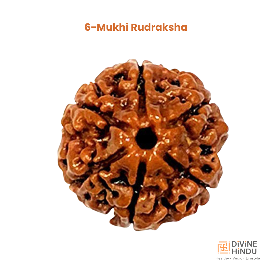 6 Mukhi Rudraksha | Buy 6 Mukhi Rudraksha