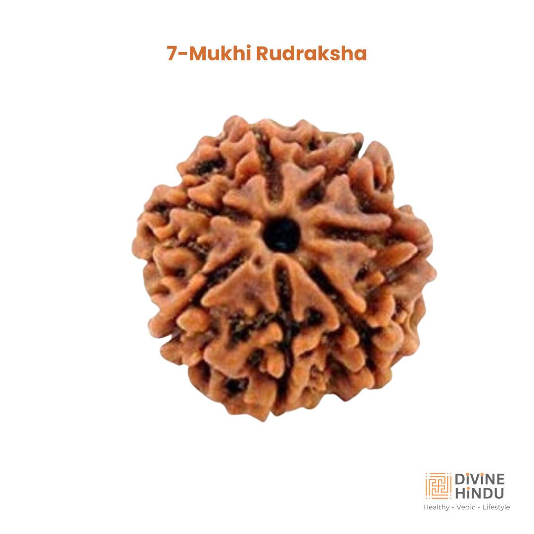7 Mukhi Rudraksha | Buy 7 Mukhi Rudraksha