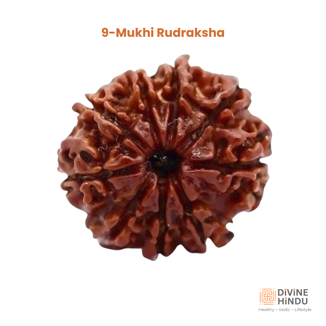 9 Mukhi Rudraksha | Rudraksha 9 Mukhi | Buy 9 Mukhi Rudraksha