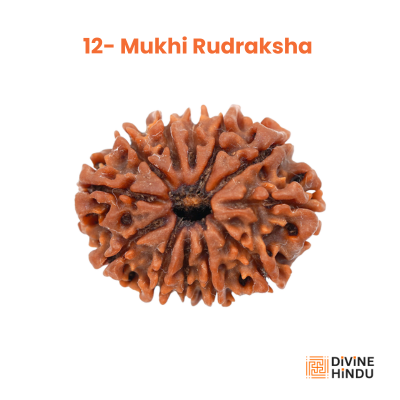 12 Mukhi Rudraksha, Rudraksha 12 Mukhi, Rudraksha