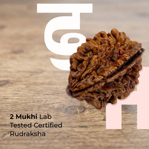 2 Mukhi Lab Tested Certified Rudraksha