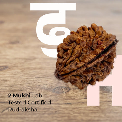 2 Mukhi Lab Tested Certified Rudraksha