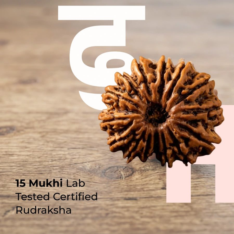 15 Mukhi Rudraksha (Nepal Origin)