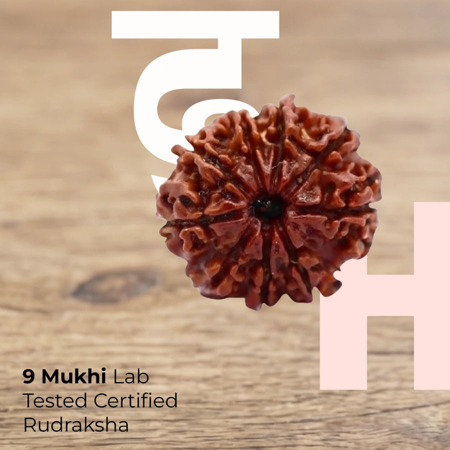 9 Mukhi Lab Tested Certified Rudraksha