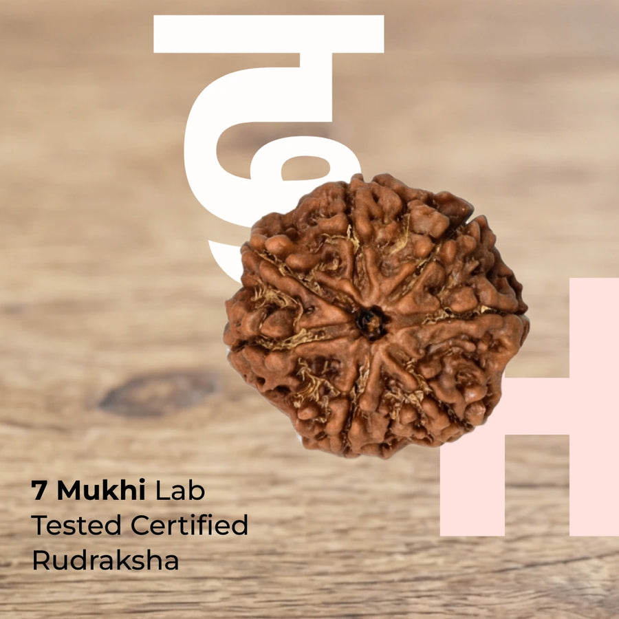 7 Mukhi Lab Tested Certified Nepali Rudraksha (18 - 20mm)