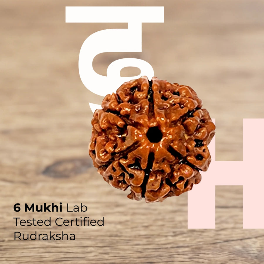 6 Mukhi Lab Tested Certified Nepali Rudraksha