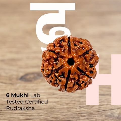 6 Mukhi Lab Tested Certified Nepali Rudraksha
