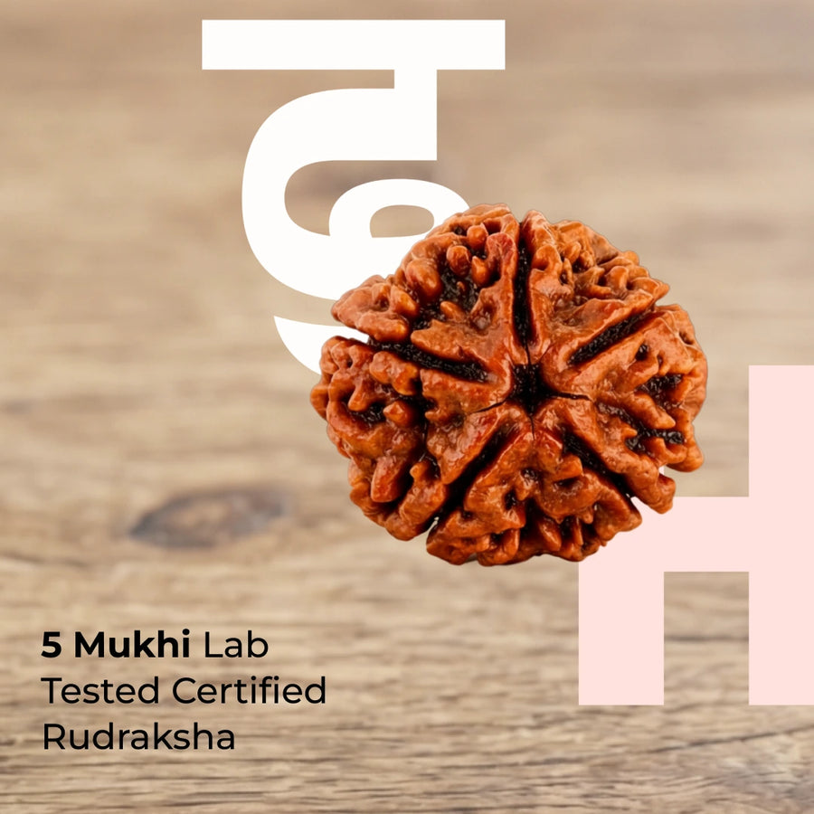 Natural 5 Mukhi Nepali Rudraksha