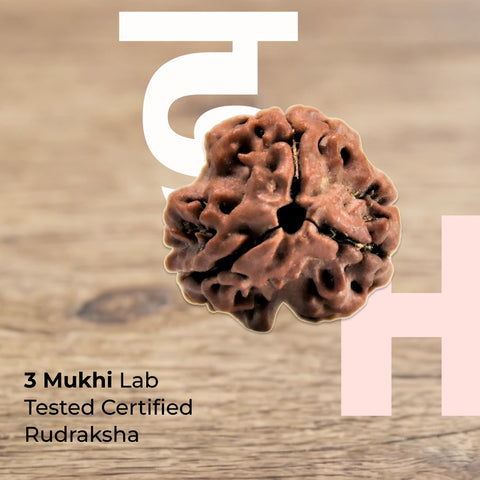 3 Mukhi Lab Certified Rudraksha