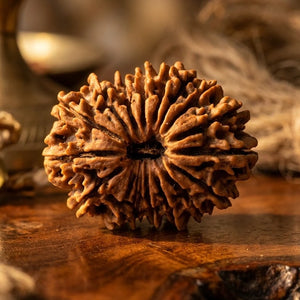 17 Mukhi Rudraksha (Nepal Origin)