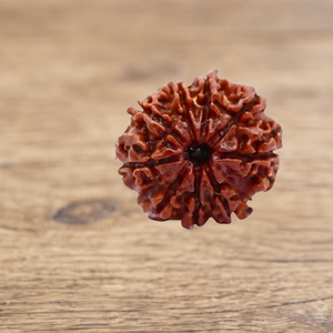 9 Mukhi Rudraksha bead close-up