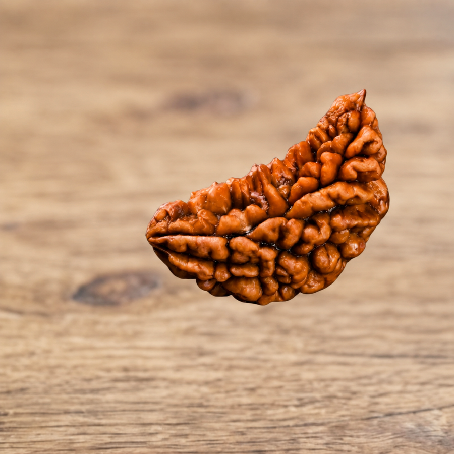 1 Mukhi Lab Certified Rudraksha