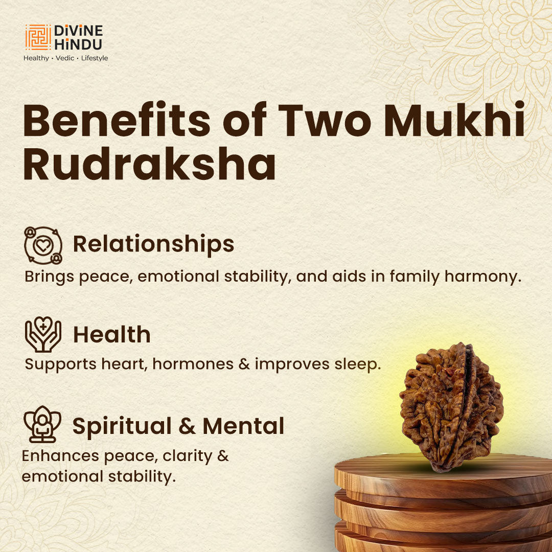 2 Mukhi Rudraksha bead representing unity and harmony | Benefits of 2 Mukhi Rudraksha