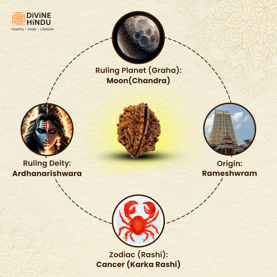 2 Mukhi Rudraksha bead representing unity and harmony | Ruling Deity, Ruling God, Zodiac, Origin of 2 Mukhi Rudraksha