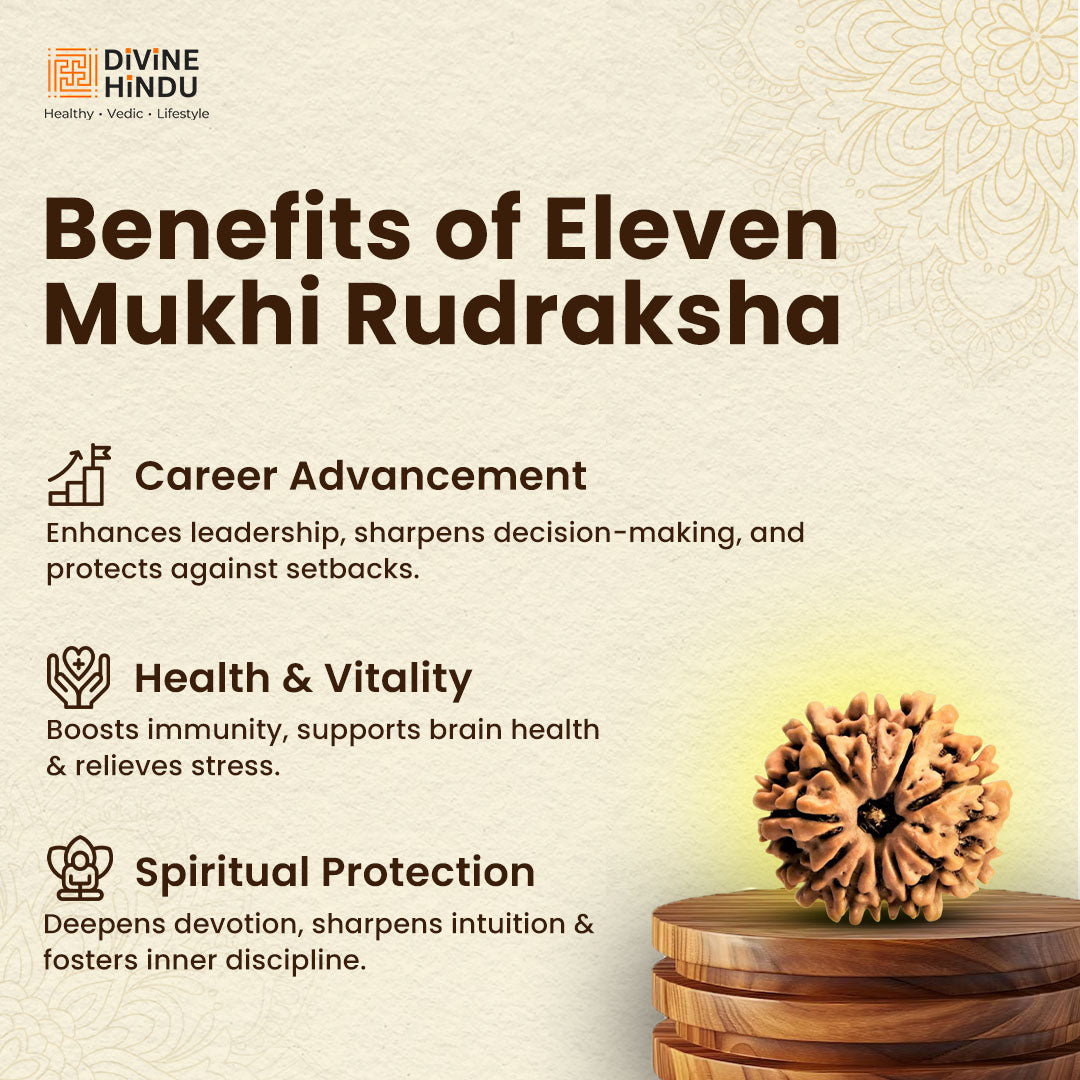 11 Mukhi Lab Tested Certified Rudraksha