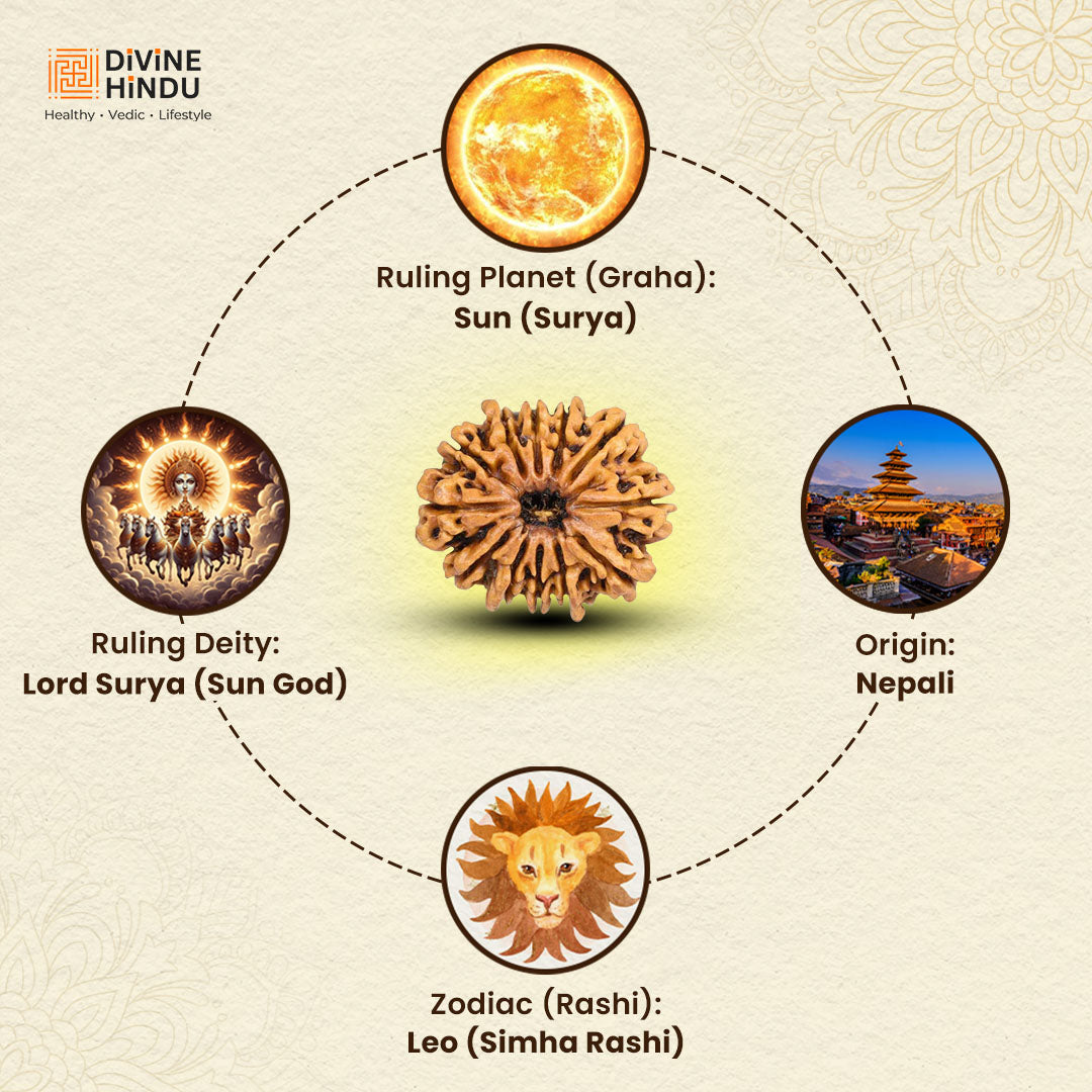12 Mukhi Rudraksha | Rudraksha 12 Mukhi | 12 Mukhi Rudraksha Buy Rudraksha Online