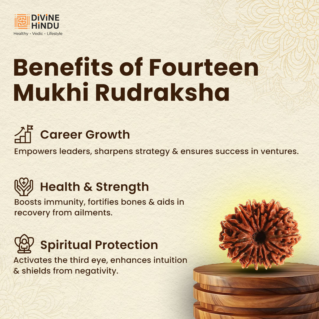 14 Mukhi Rudraksha | Benefits of 14 Mukhi Rudraksha | Benefits of 14 Mukhi Rudraksha