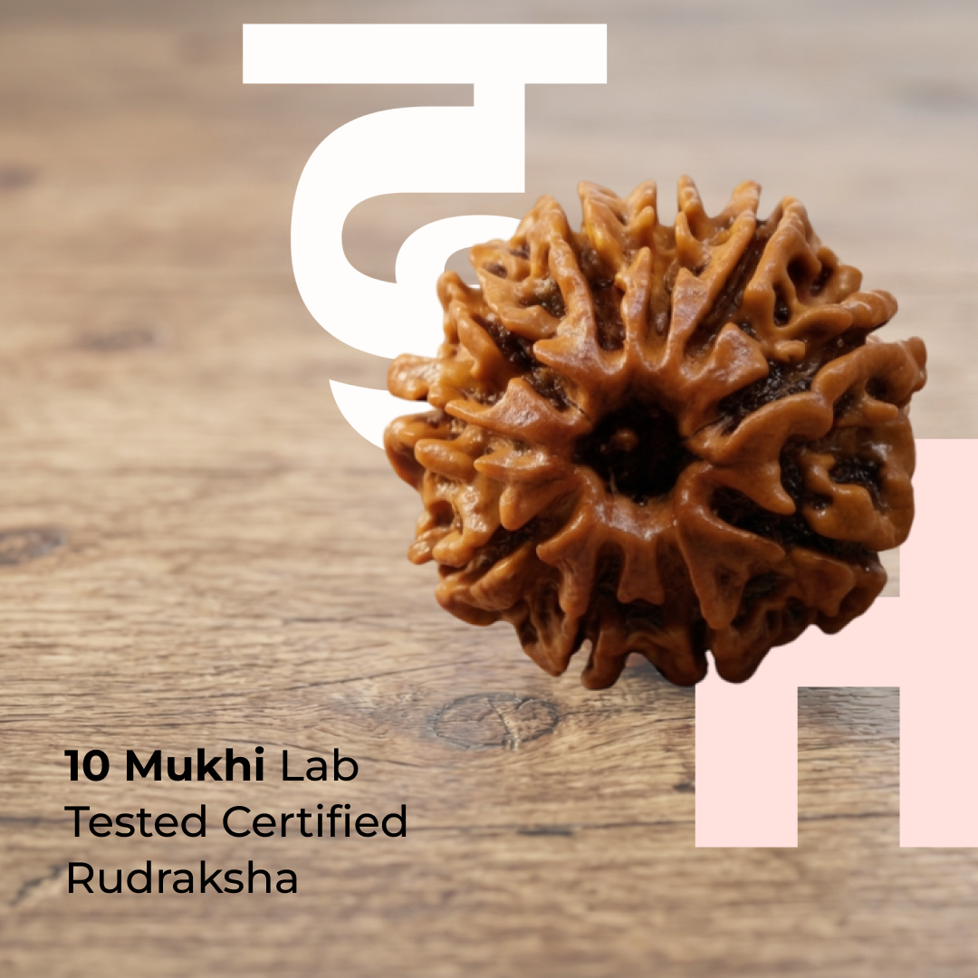 10 Mukhi Rudraksha bead from Divine Hindu