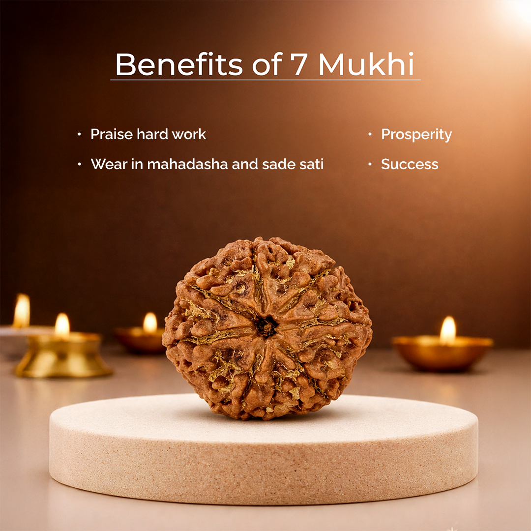 7 Mukhi Lab Tested Certified Nepali Rudraksha