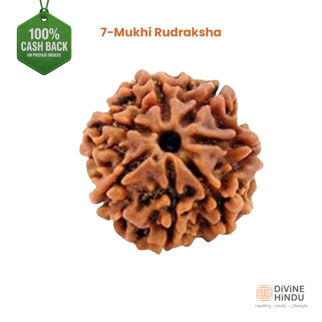 7 Mukhi Lab Tested Certified Nepali Rudraksha