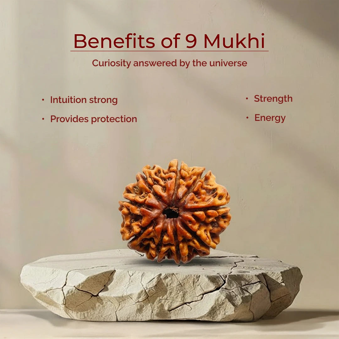 9 Mukhi Lab Tested Certified Rudraksha