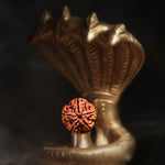 5 Mukhi Nepali Rudraksha