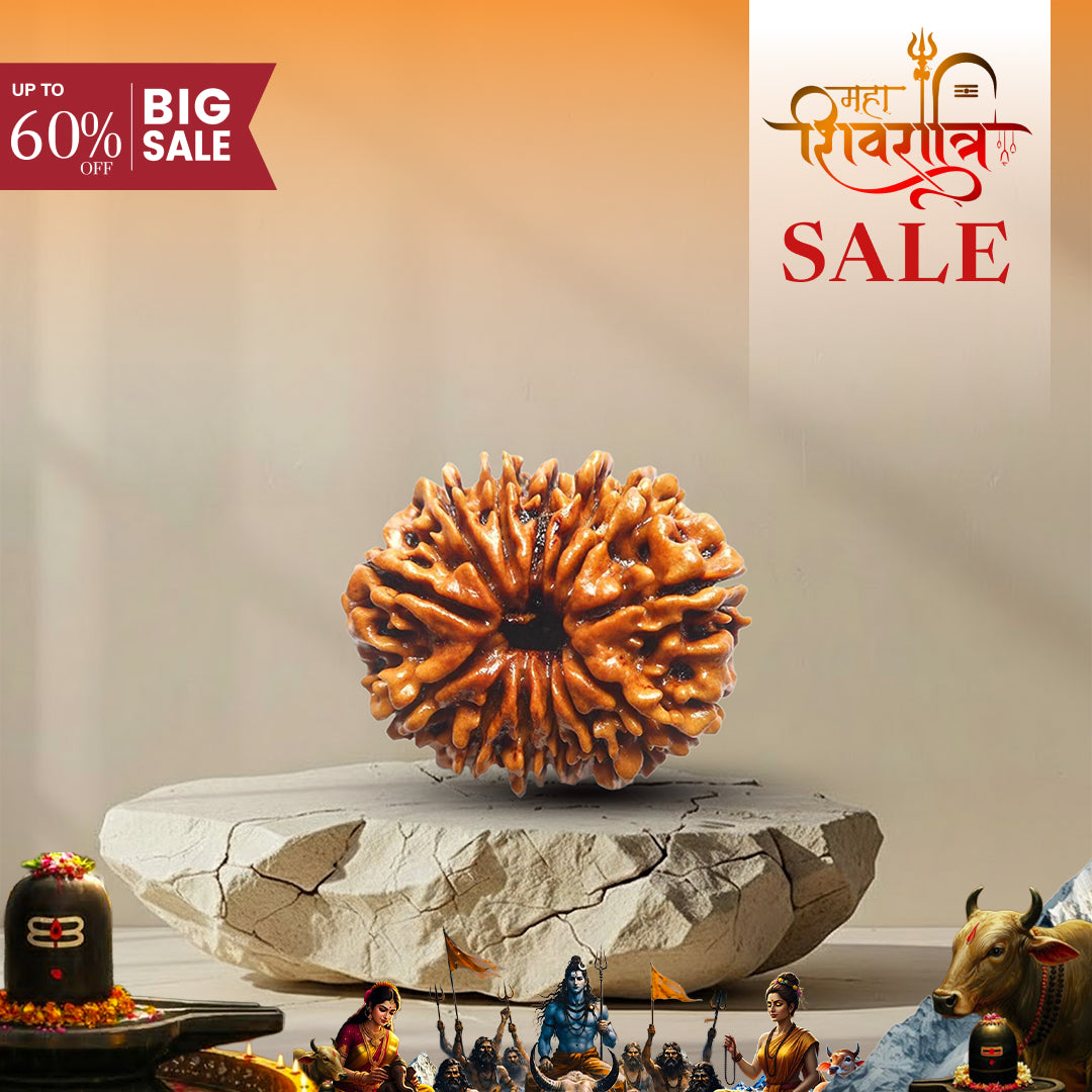 13 Mukhi Lab Tested Certified Rudraksha