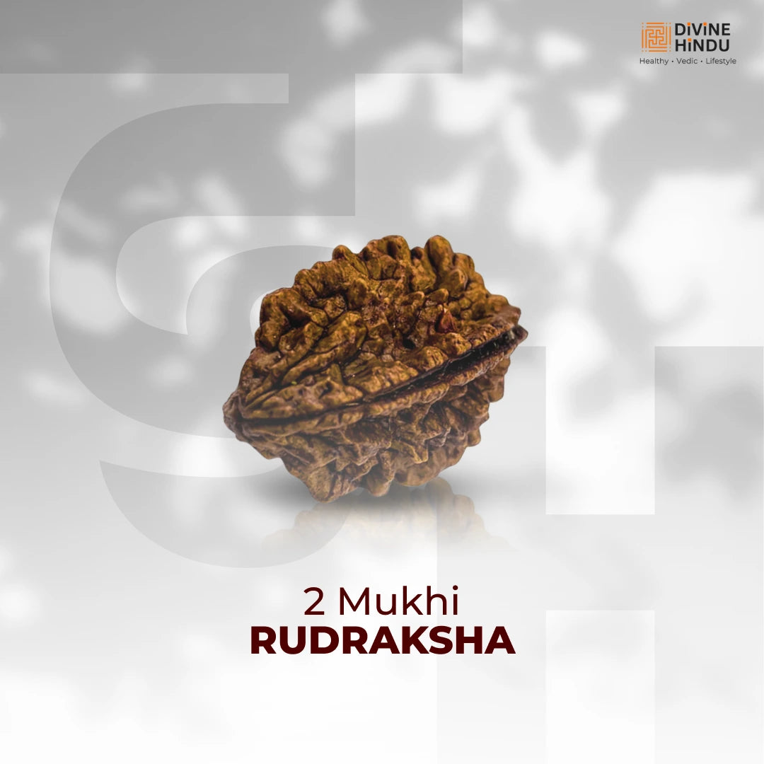 2 Mukhi Lab Tested Certified Rudraksha