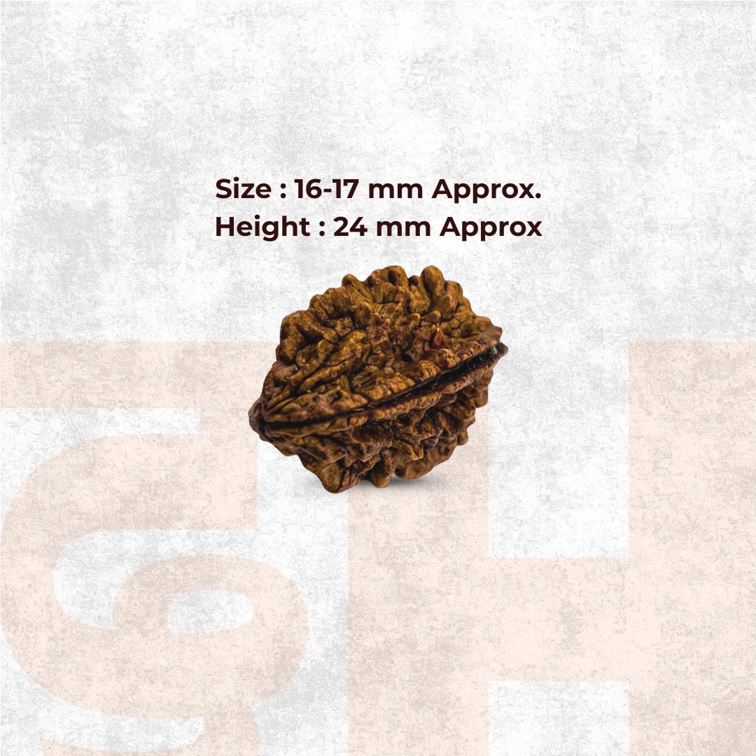 2 Mukhi Lab Tested Certified Rudraksha