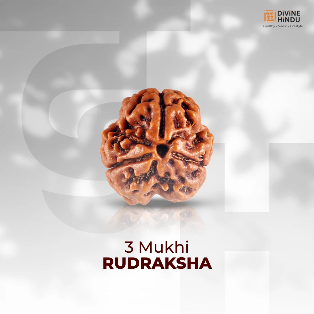 3 Mukhi Lab Certified Rudraksha