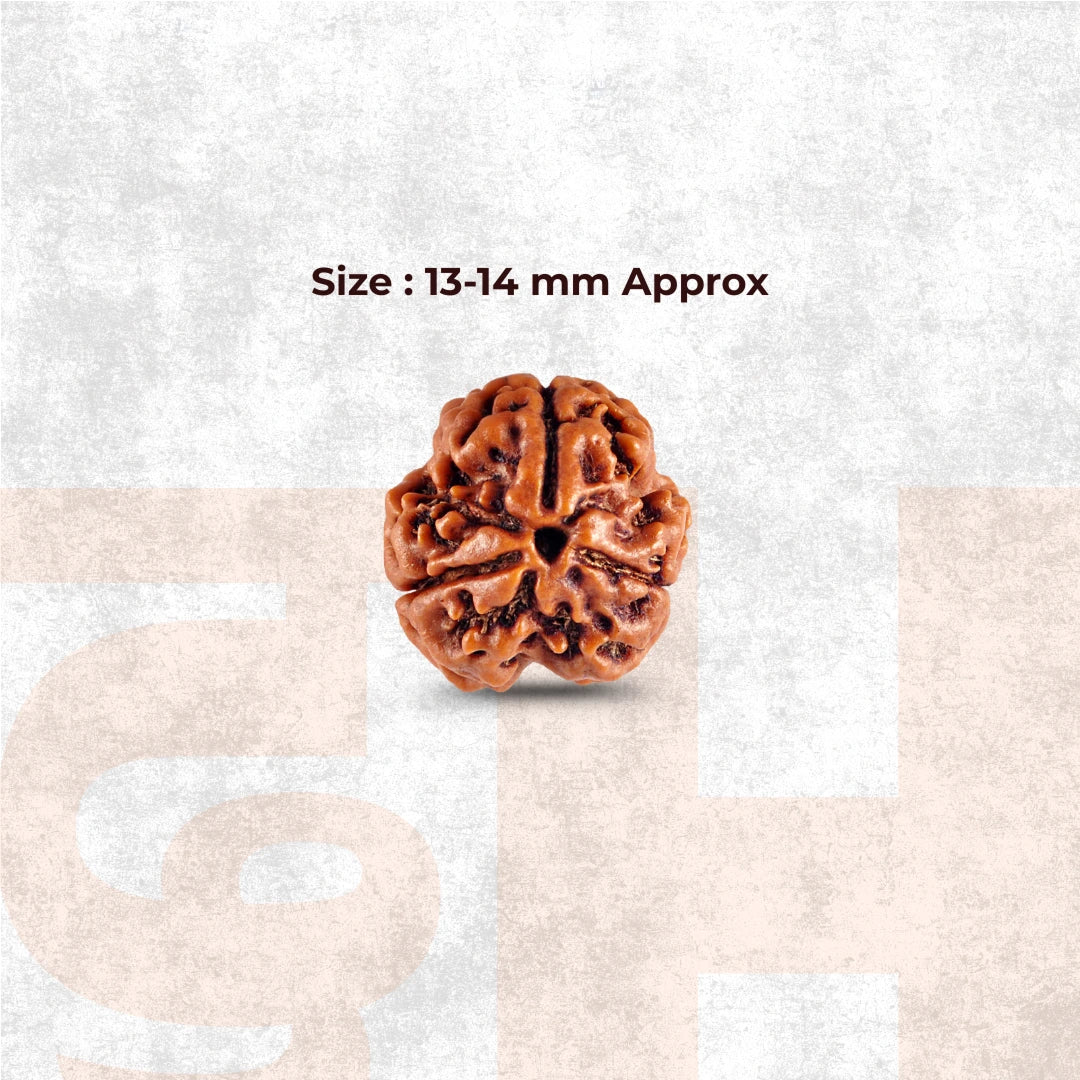 3 Mukhi Lab Certified Rudraksha