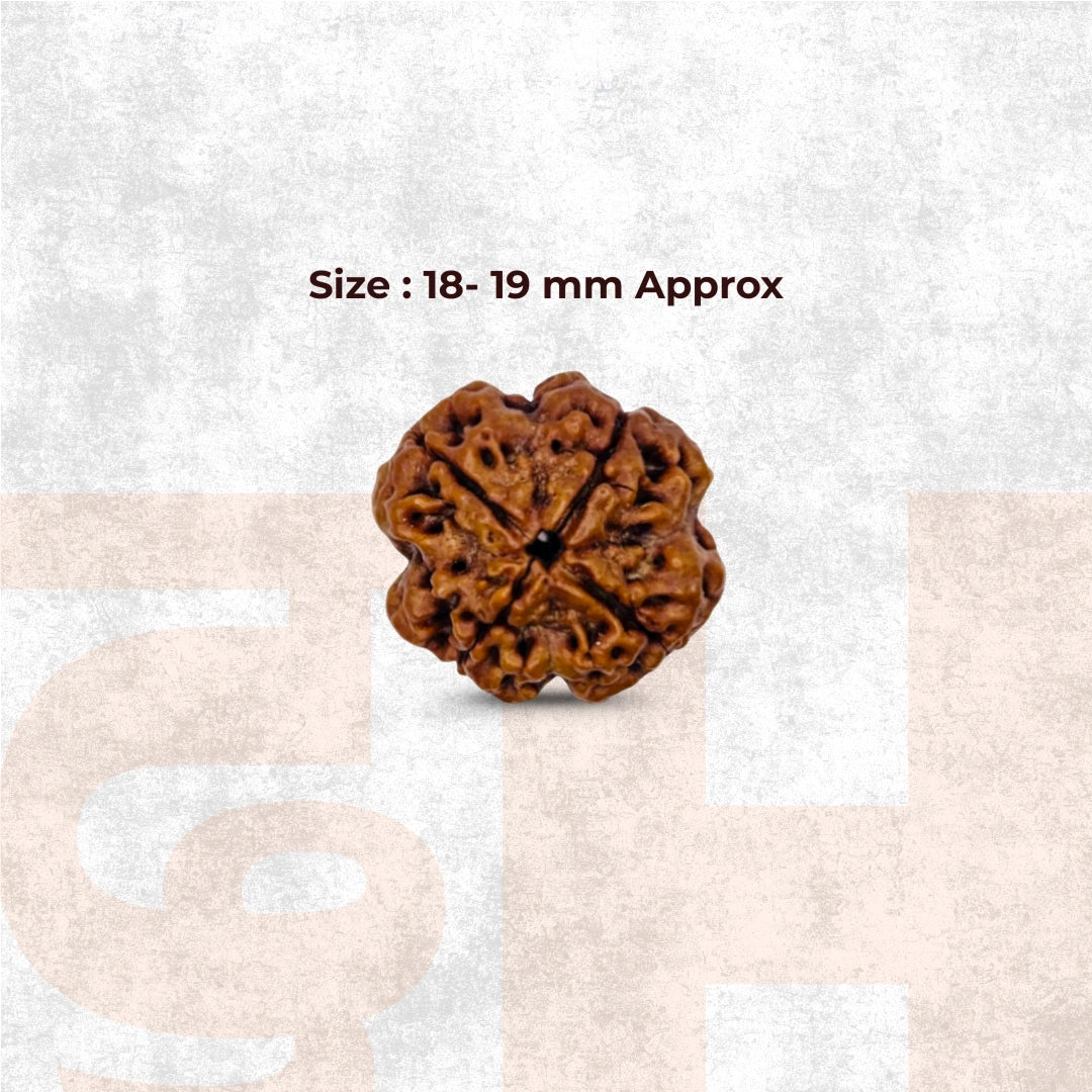 4 Mukhi Lab Tested Certified Nepali Rudraksha