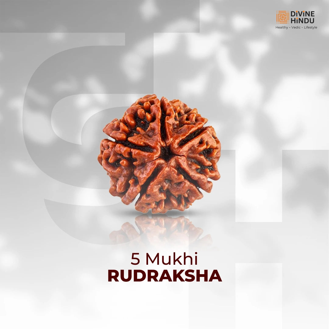 5 Mukhi Lab Tested Certified Nepali Rudraksha