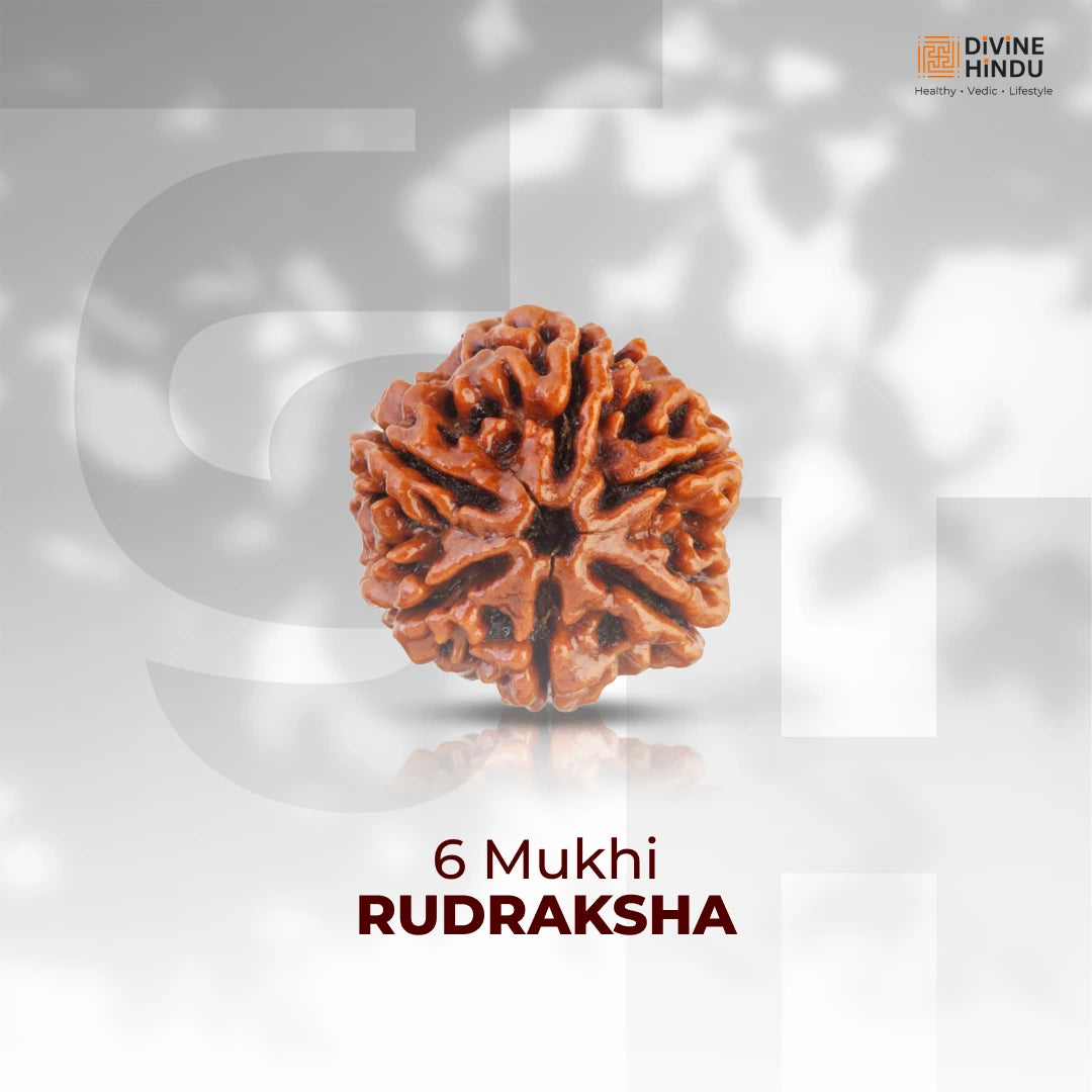 6 Mukhi Lab Tested Certified Nepali Rudraksha