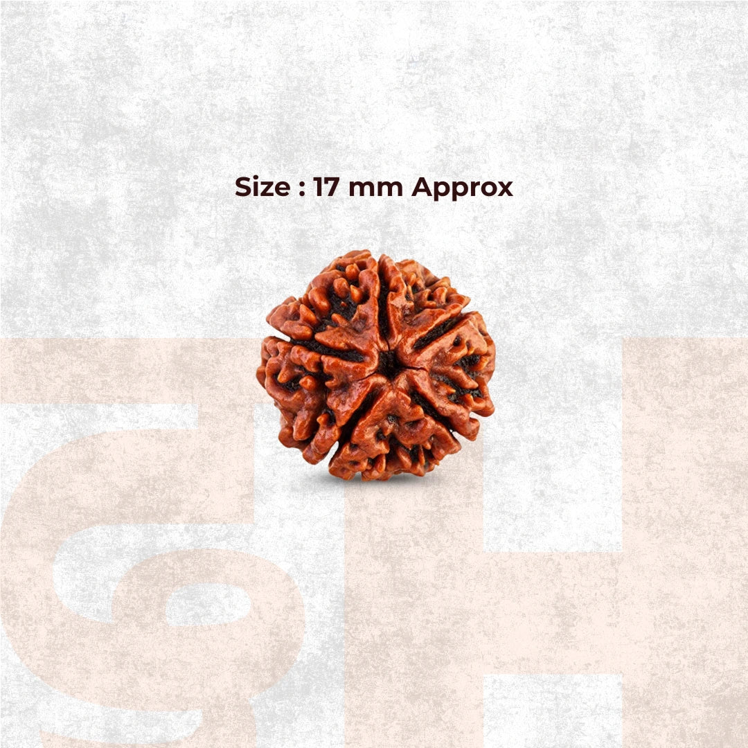 Natural 5 Mukhi Nepali Rudraksha