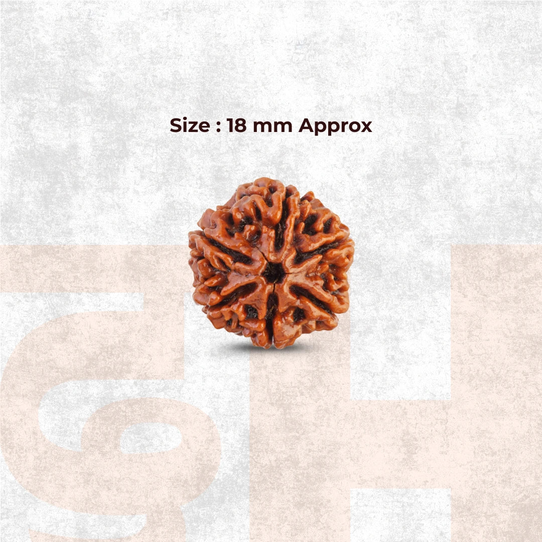 6 Mukhi Lab Tested Certified Nepali Rudraksha