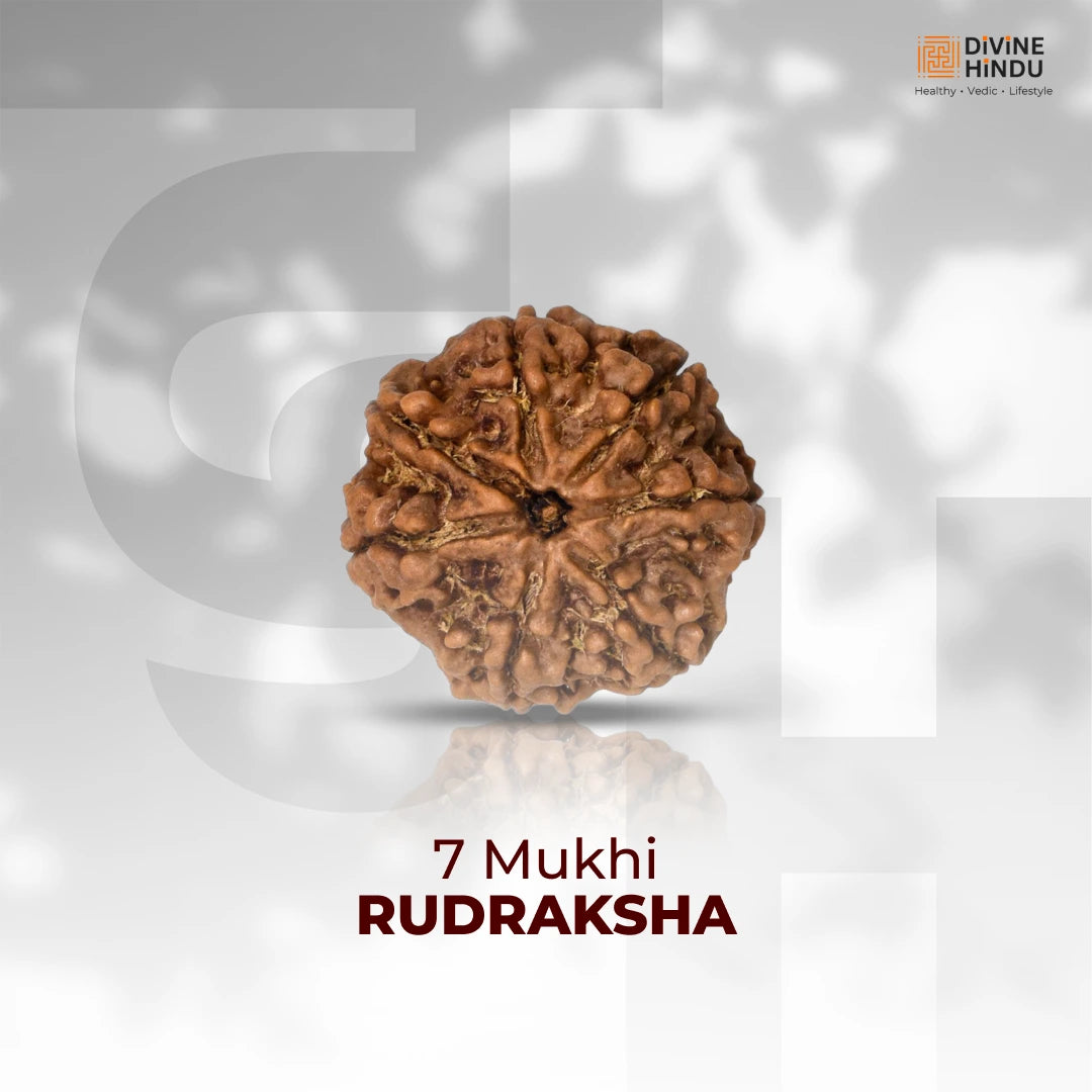 7 Mukhi Lab Tested Certified Nepali Rudraksha