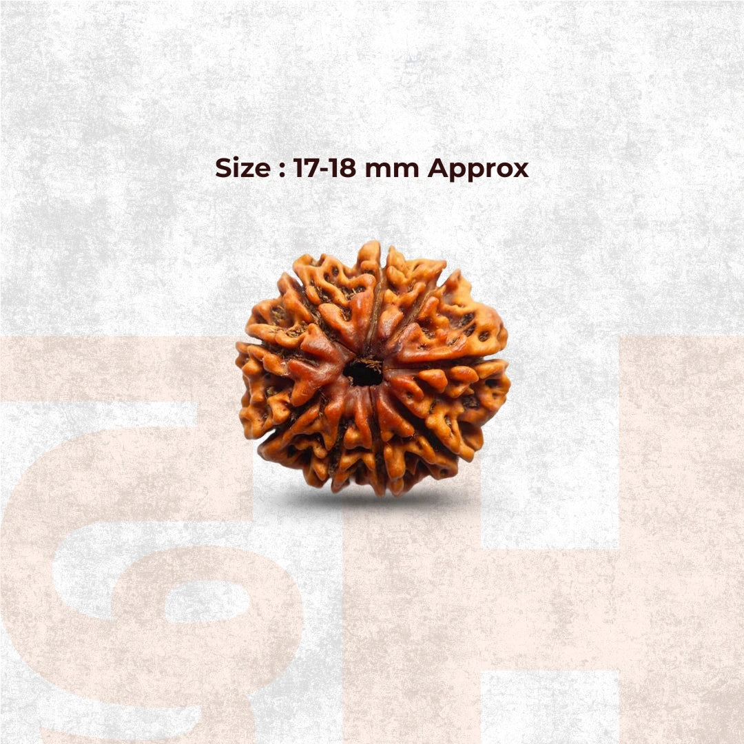 9 Mukhi Lab Tested Certified Rudraksha