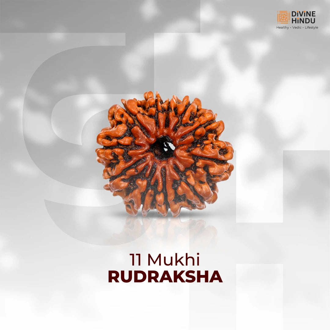 11 Mukhi Lab Tested Certified Rudraksha