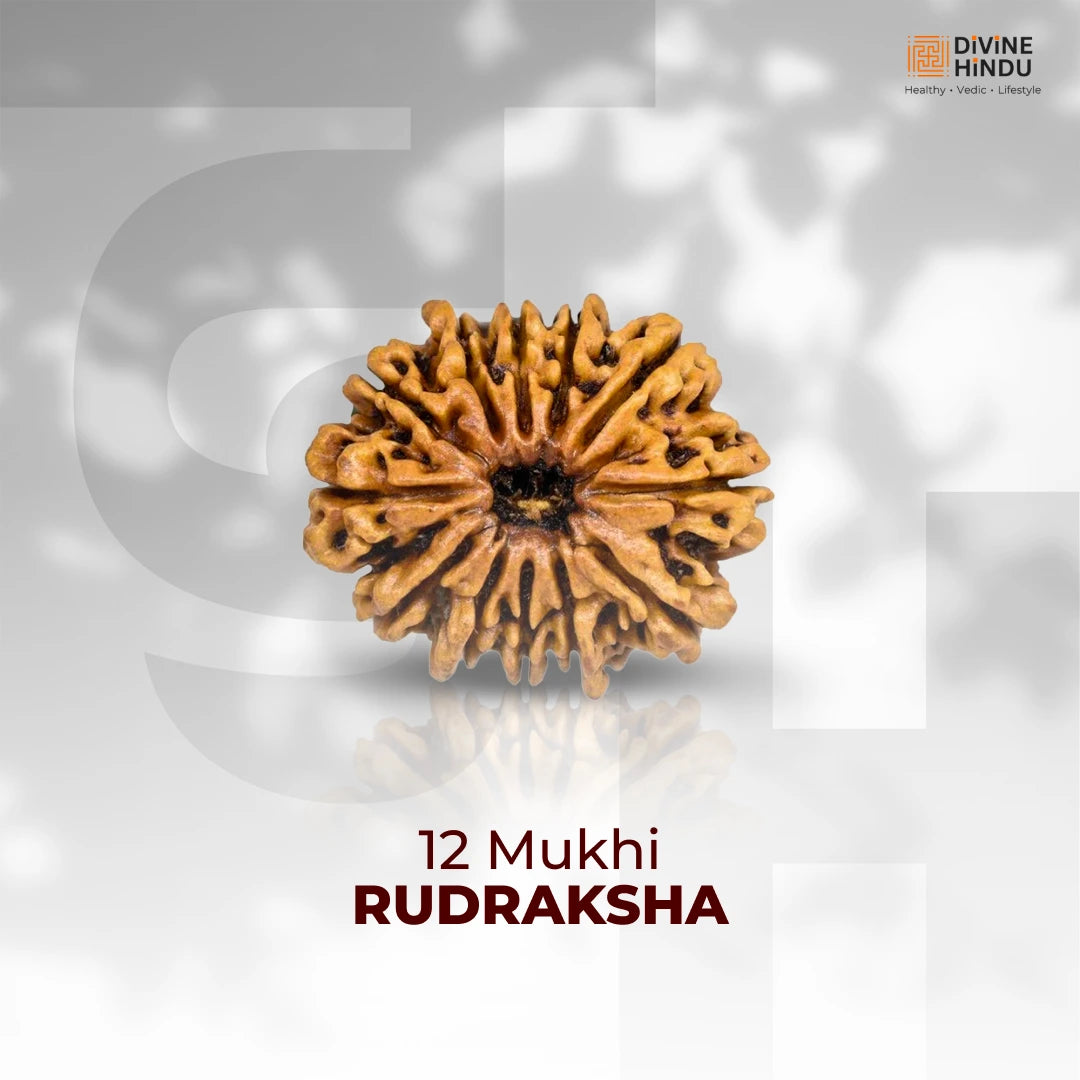 12 Mukhi Lab Tested Certified Rudraksha