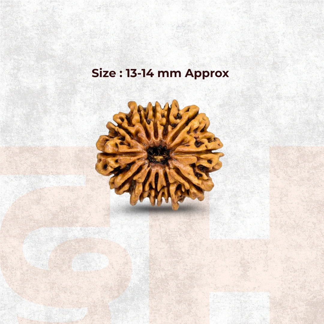 12 Mukhi Lab Tested Certified Rudraksha