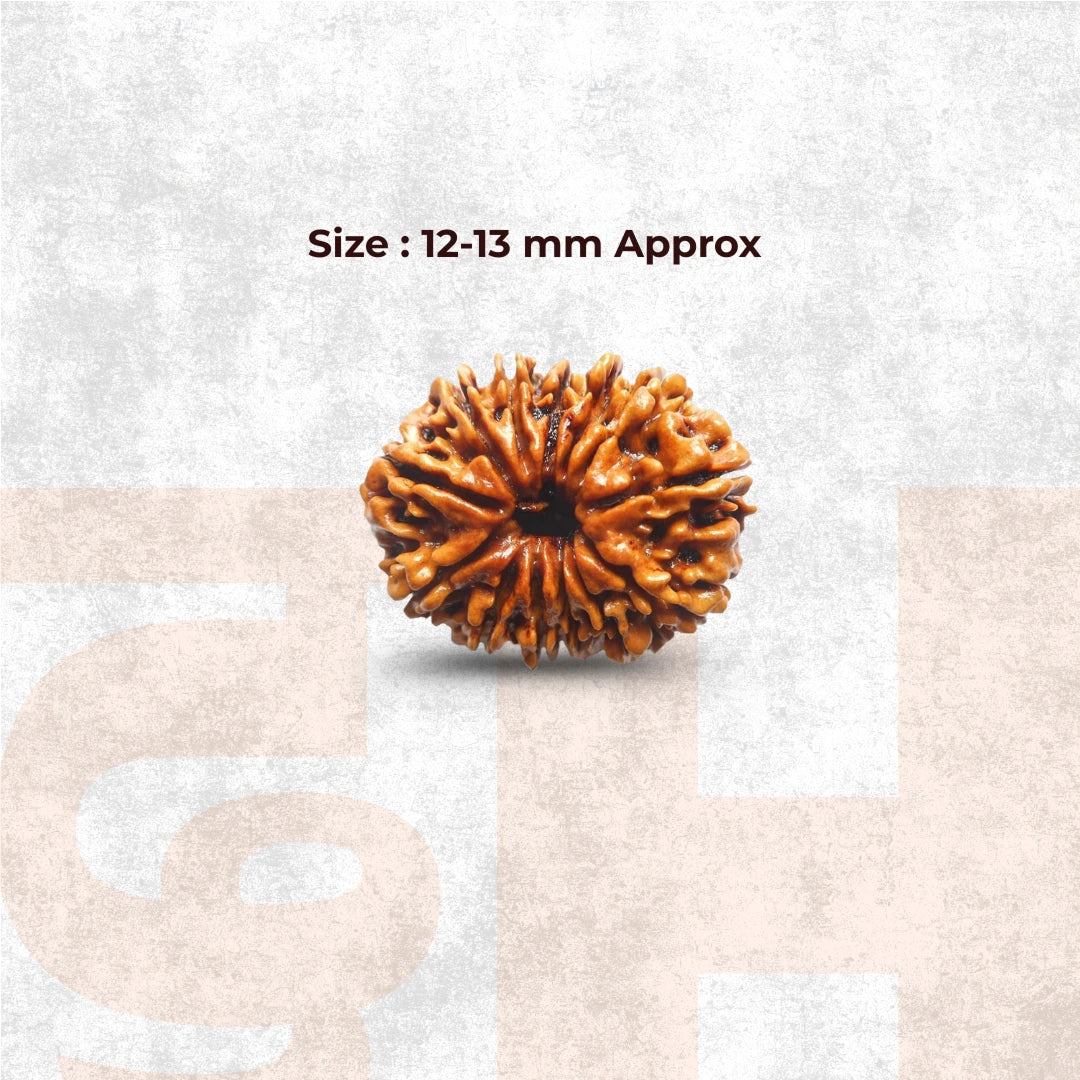 13 Mukhi Lab Tested Certified Rudraksha