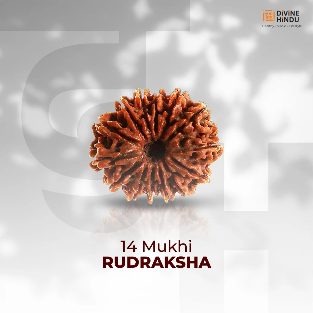 14 Mukhi Lab Tested Certified Rudraksha