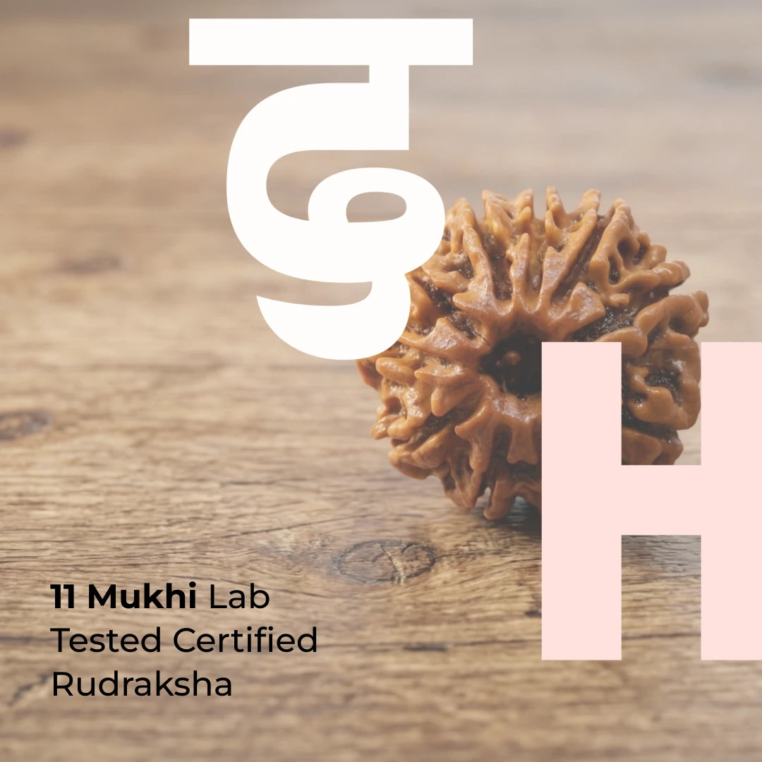 11 Mukhi Lab Tested Certified Rudraksha