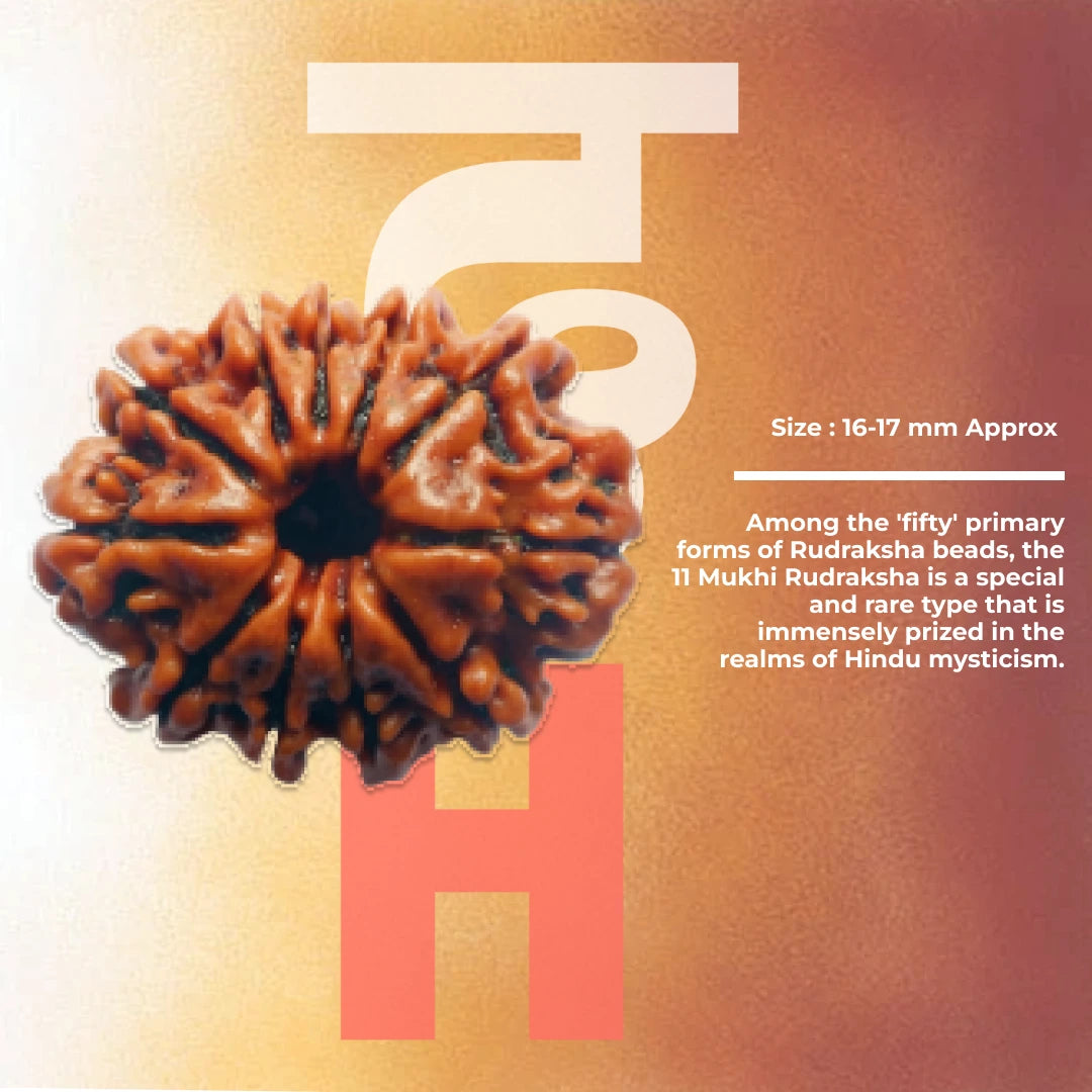 11 Mukhi Lab Tested Certified Rudraksha