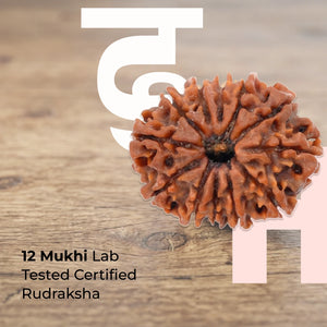 12 Mukhi Lab Tested Certified Rudraksha
